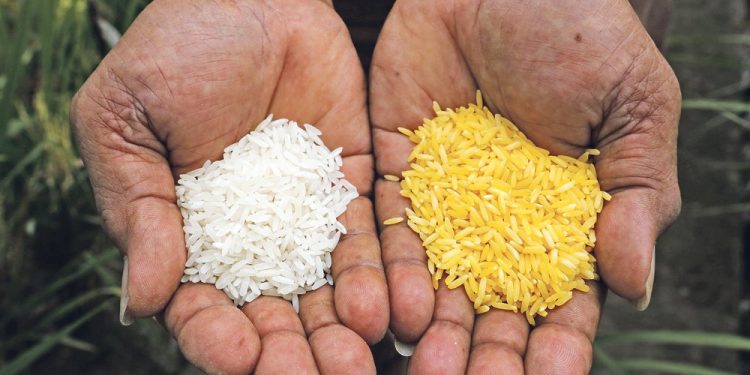 Nutrition: Embrace Biofortified with Vitamin A crops – Group tells NGOs, CSOs