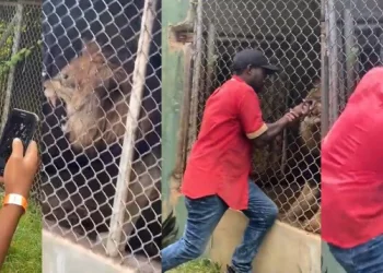 Zoo Attendant trying to impress tourists by placing his finger in a Lion’s mouth pays the ultimate price by leaving without the finger (VIDEO)