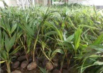 Anambra Govt receives 20,000 organic coconut seedlings from malaysia