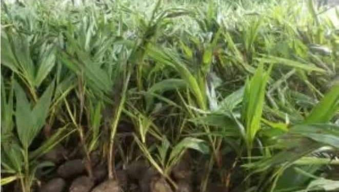 Anambra Govt receives 20,000 organic coconut seedlings from malaysia