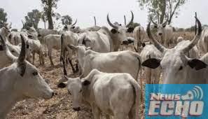 Uturu women demand closure of Lokpanta cattle market