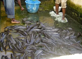Imo Fish farmers request land, grants from govt to boost fish production