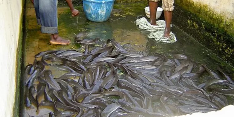 Imo Fish farmers request land, grants from govt to boost fish production