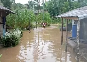 Crops, livestock destroyed as flood renders 500 homeless in Nkporo