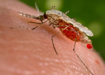 Mosquito Bites and Maleria: Need to realign efforts to eradicate the high malaria mortality in Africa