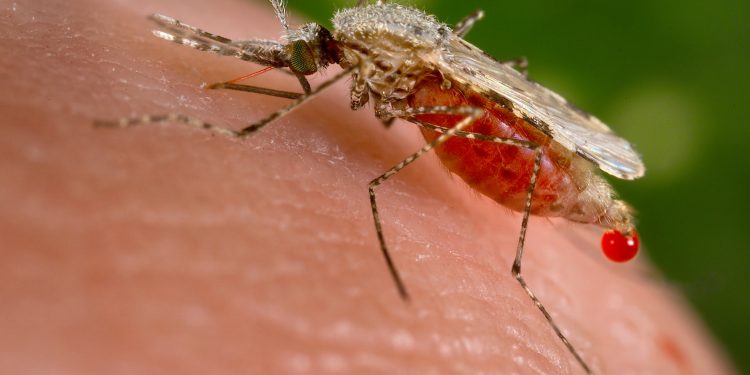 Mosquito Bites and Maleria: Need to realign efforts to eradicate the high malaria mortality in Africa