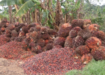 Anambra targets N160b from Oil Palm production