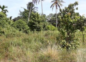 Old Boys raise alarm as fake land agents sell off school lands