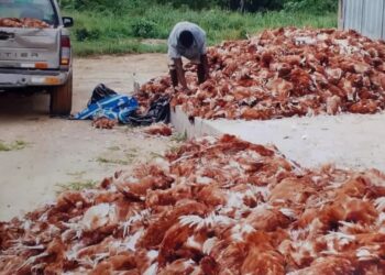 Over 25,000 birds killed as flood destroys farm in Anambra