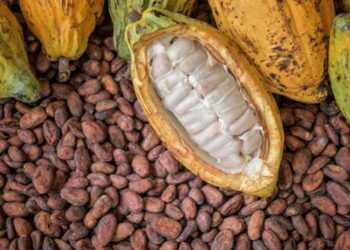 Abia moves to export Cocoa to foreign markets