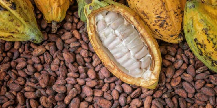 Abia moves to export Cocoa to foreign markets