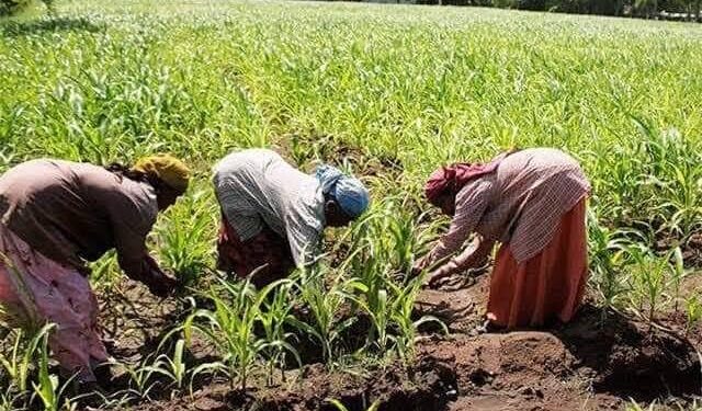 Hope Farmers Movement trains 500 farmers on food surplus