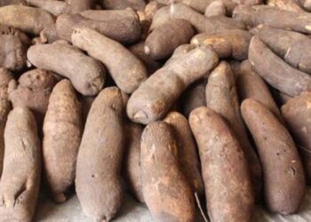 National Root Crop research Institute Umudike discovers new varieties of yam, potatoes