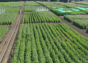 Group advocates introduction of Songai farm system to support Soludo’s seedling policy