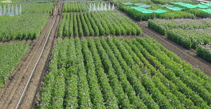 Group advocates introduction of Songai farm system to support Soludo’s seedling policy